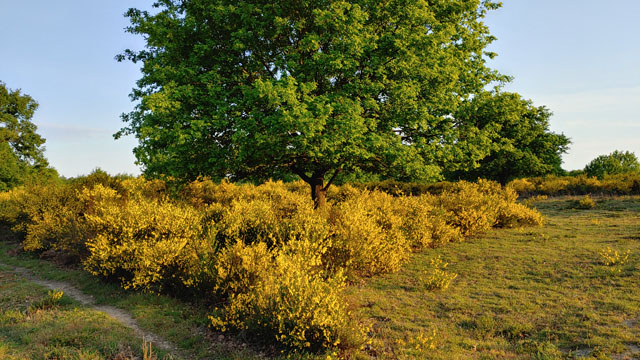 Ginsterblüte